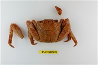 藏品(細紋方蟹)的圖片